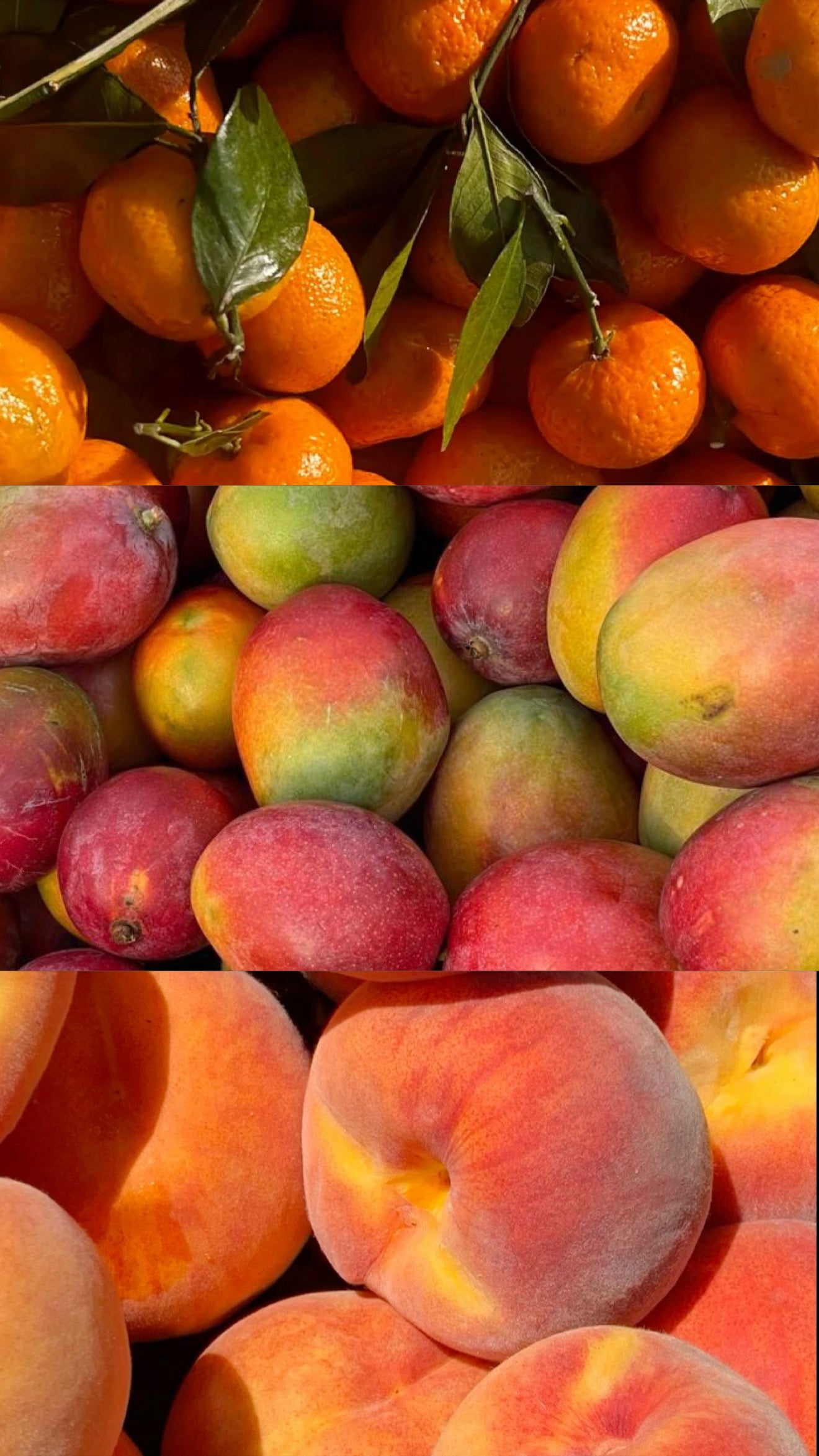 Caviar and Gossip - Peach Mango Bellini